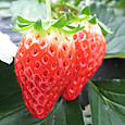 Photo_6