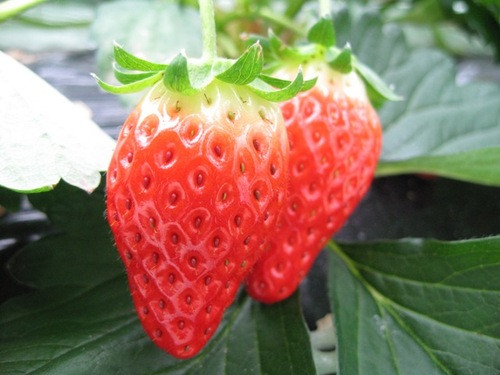 Photo_6
