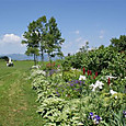 Msccj_054
