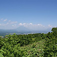 Msccj_058
